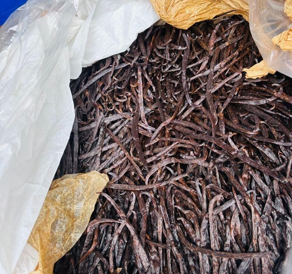 An open bulk sack of cured Ugandan vanilla beans lined with paper at the packing station