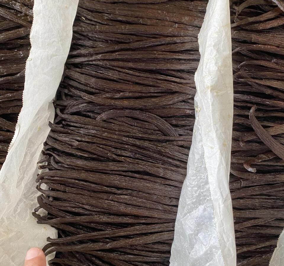 Cured vanilla beans packed in rows and separated by paper inside a lined export carton