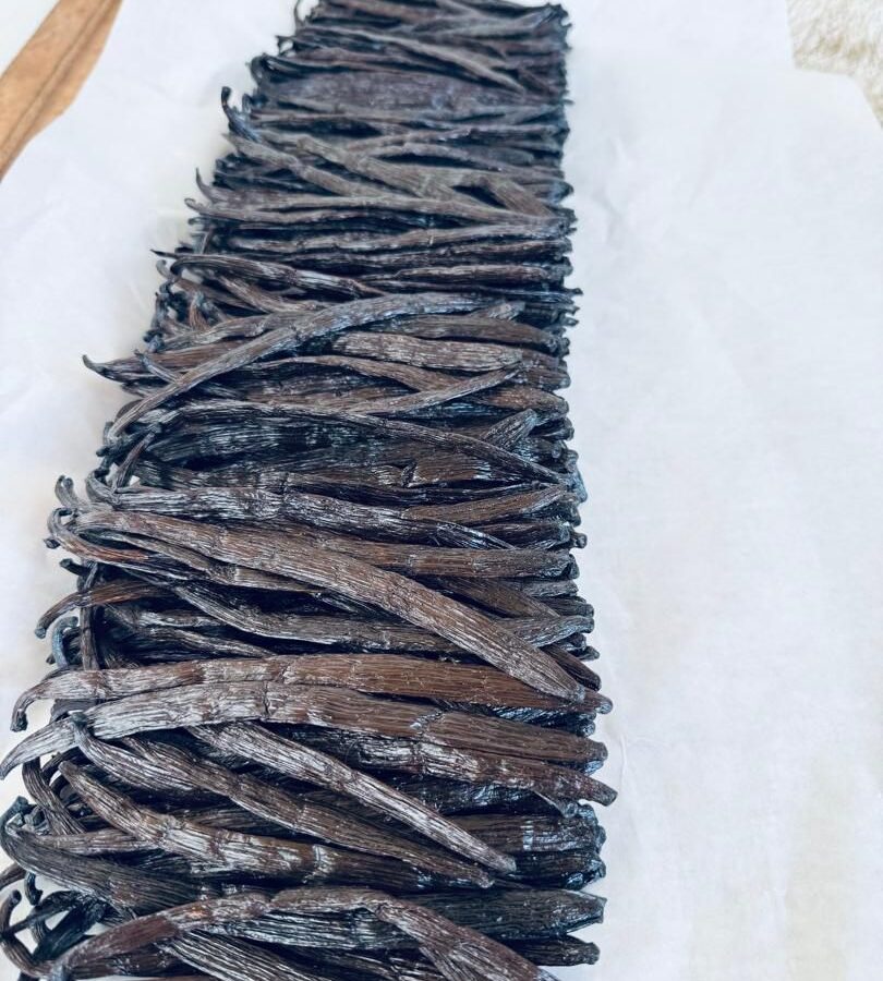 A row of glossy cured vanilla beans arranged on parchment paper after grading