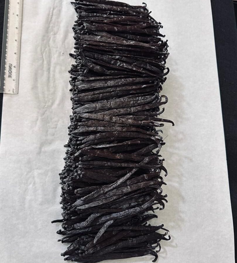 Graded vanilla beans laid out on white paper beside a ruler showing pod length