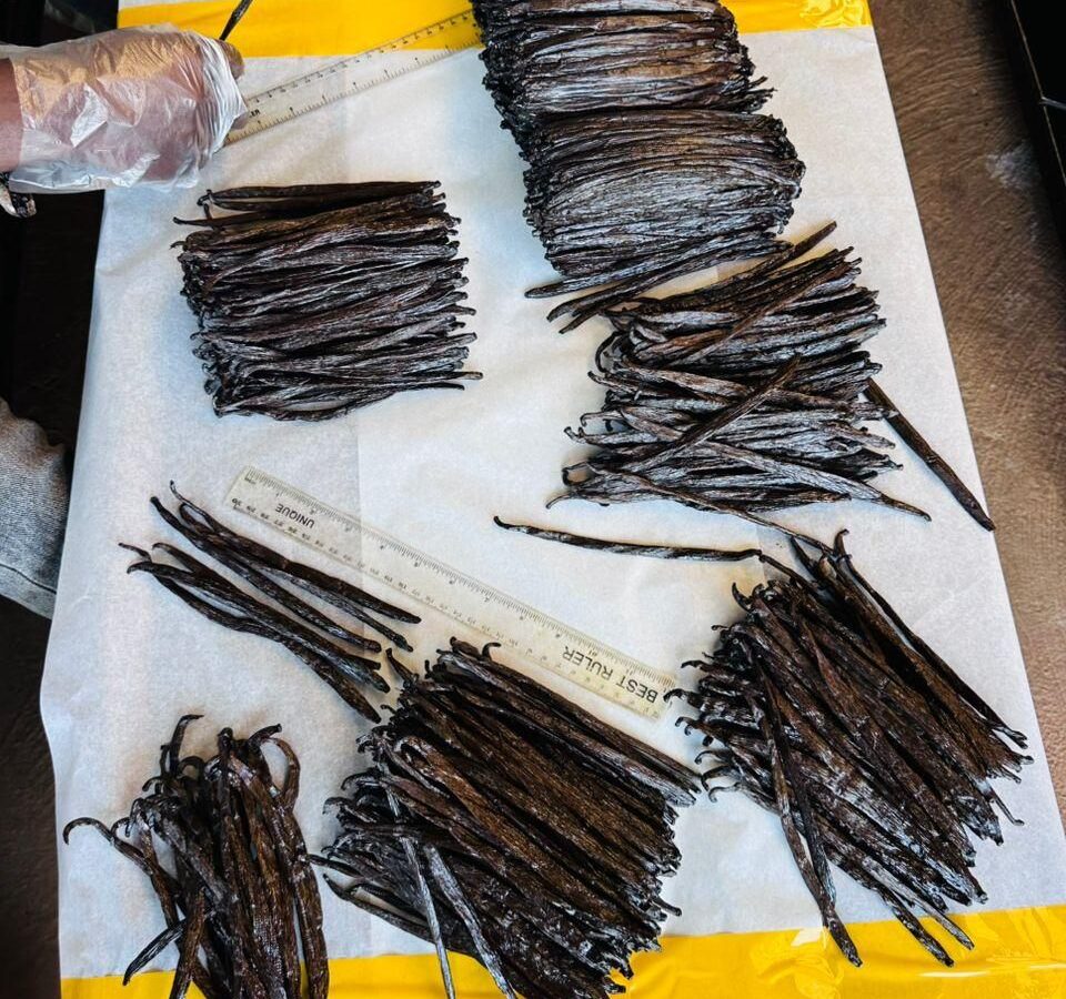 Cured vanilla beans sorted into grade piles on the grading table, measured with a ruler by a gloved worker
