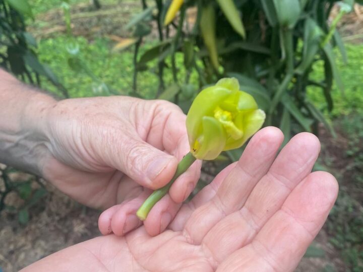 A hand holding an open vanilla orchid flower on the vine, ready for hand pollination