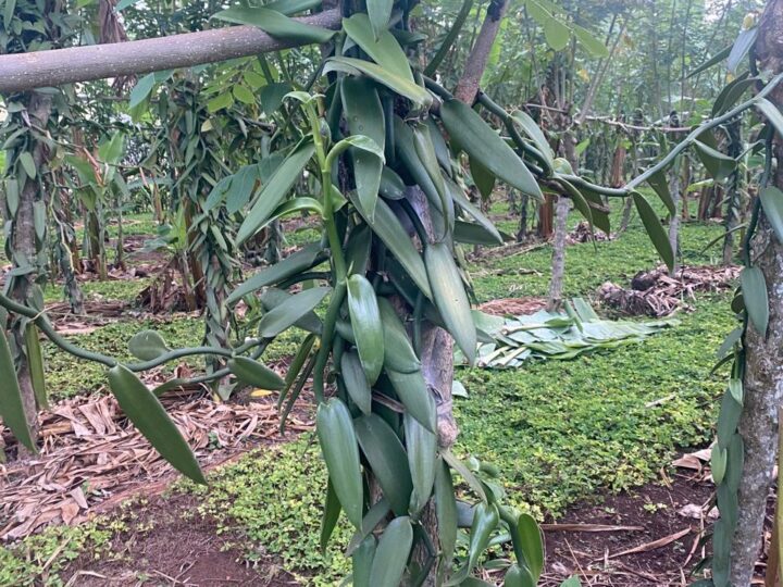 Vanilla planifolia vines climbing support trees at a partner farm in Uganda, green pods hanging from the stems